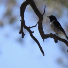 Melanodryas cucullata cucullata (Hooded Robin) at Big Springs, NSW - 9 Jan 2021 by Liam.m