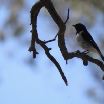 Melanodryas cucullata (Hooded Robin) at Big Springs, NSW - 9 Jan 2021 by Liam.m