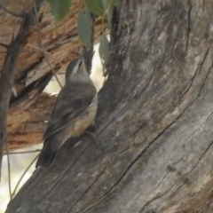 Climacteris picumnus victoriae (Brown Treecreeper) at Big Springs, NSW - 9 Jan 2021 by Liam.m