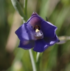 Thelymitra juncifolia (Dotted Sun Orchid) at Chiltern, VIC - 10 Oct 2023 by AnneG1