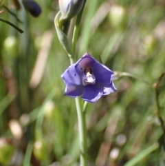 Thelymitra juncifolia at Chiltern, VIC - 10 Oct 2023