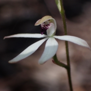 Caladenia cucullata at Chiltern, VIC - suppressed