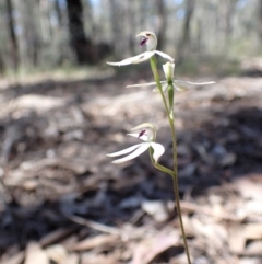 Caladenia cucullata at Chiltern, VIC - suppressed