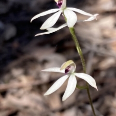 Caladenia cucullata at Chiltern, VIC - 10 Oct 2023