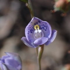 Thelymitra x truncata (Truncate Sun Orchid) at Chiltern, VIC - 10 Oct 2023 by AnneG1