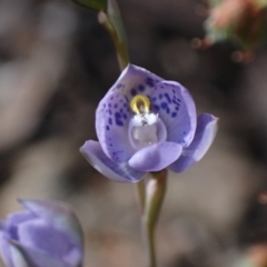 Thelymitra x truncata (Truncate Sun Orchid) at Chiltern-Mt Pilot National Park - 10 Oct 2023 by AnneG1