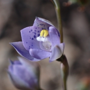 Thelymitra x truncata at Chiltern, VIC - suppressed