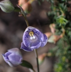 Thelymitra x truncata at Chiltern, VIC - suppressed