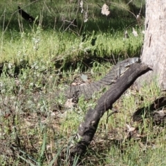 Varanus varius (Lace Monitor) at Chiltern, VIC - 10 Oct 2023 by AnneG1