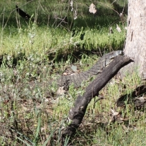 Varanus varius at Chiltern, VIC - suppressed