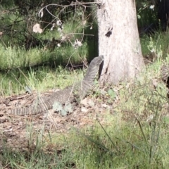 Varanus varius at Chiltern, VIC - suppressed