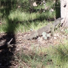 Varanus varius at Chiltern, VIC - suppressed