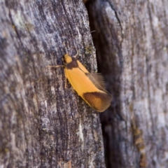 Merocroca automima (Chezala group) at Bungonia, NSW - 1 Oct 2023 by KorinneM