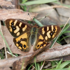 Argynnina cyrila (Forest Brown, Cyril's Brown) at Rossi, NSW - 13 Oct 2023 by DPRees125