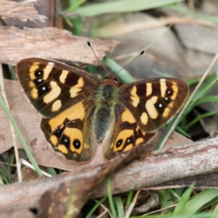 Argynnina cyrila (Forest brown, Cyril's brown) at Tallaganda State Forest - 12 Oct 2023 by DPRees125