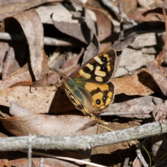 Argynnina cyrila (Forest brown, Cyril's brown) at Tallaganda State Forest - 12 Oct 2023 by DPRees125