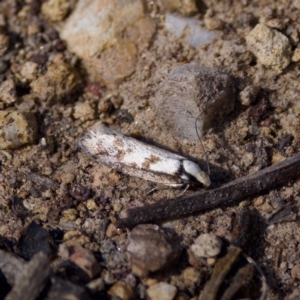 Eusemocosma pruinosa at Bungonia, NSW - 1 Oct 2023