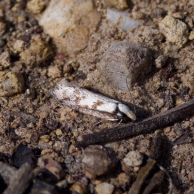 Eusemocosma pruinosa (Philobota Group Concealer Moth) at Bungonia National Park - 30 Sep 2023 by KorinneM