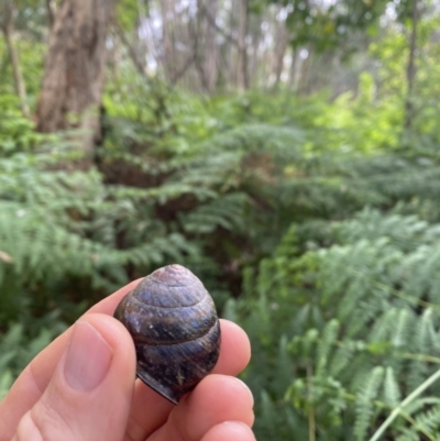 Thersites mitchellae (Mitchell's rainforest snail) at Undefined - 4 Oct 2023 by daverawlins75