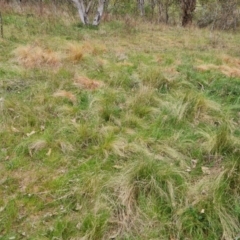 Nassella trichotoma (Serrated Tussock) at O'Malley, ACT - 13 Oct 2023 by Mike