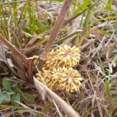 Lomandra multiflora (Many-flowered Matrush) at Ainslie Volcanics Grassland (AGQ) - 14 Oct 2023 by annmhare