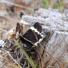 Eutrichopidia latinus (Yellow-banded Day-moth) at Stromlo, ACT - 14 Oct 2023 by JimL