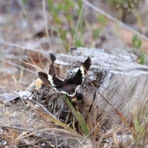 Eutrichopidia latinus at Stromlo, ACT - 14 Oct 2023