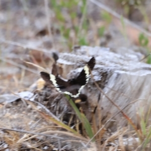 Eutrichopidia latinus at Stromlo, ACT - 14 Oct 2023