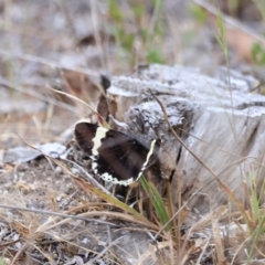 Eutrichopidia latinus at Stromlo, ACT - 14 Oct 2023