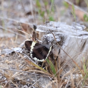 Eutrichopidia latinus at Stromlo, ACT - 14 Oct 2023