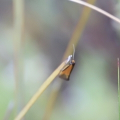 Philobota undescribed species near arabella (A concealer moth) at Stromlo, ACT - 14 Oct 2023 by JimL