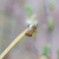 Philobota undescribed species near arabella at Stromlo, ACT - 14 Oct 2023