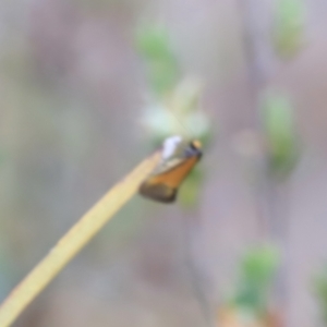 Philobota undescribed species near arabella at Stromlo, ACT - 14 Oct 2023 09:00 AM