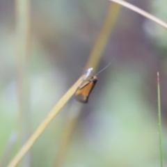 Philobota undescribed species near arabella at Stromlo, ACT - 14 Oct 2023 09:00 AM