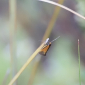 Philobota undescribed species near arabella at Stromlo, ACT - 14 Oct 2023