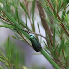 Pollanisus (genus) (A Forester Moth) at Stromlo, ACT - 13 Oct 2023 by JimL