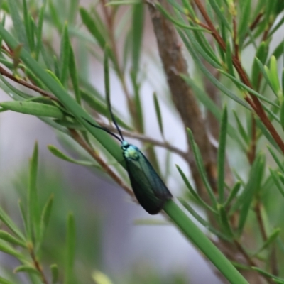 Pollanisus (genus) (A Forester Moth) at Block 402 - 13 Oct 2023 by JimL