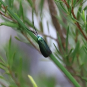 Pollanisus (genus) at Stromlo, ACT - 14 Oct 2023 08:58 AM