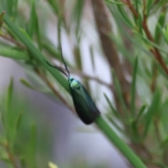 Pollanisus (genus) at Stromlo, ACT - 14 Oct 2023