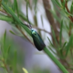 Pollanisus (genus) at Stromlo, ACT - 14 Oct 2023