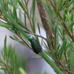 Pollanisus (genus) at Stromlo, ACT - 14 Oct 2023 08:58 AM