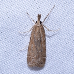 Eudonia cleodoralis (A Crambid moth) at QPRC LGA - 13 Oct 2023 by DianneClarke