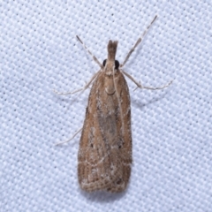 Eudonia cleodoralis (A Crambid moth) at Jerrabomberra, NSW - 13 Oct 2023 by DianneClarke