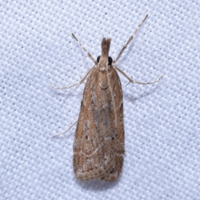 Eudonia cleodoralis (A Crambid moth) at QPRC LGA - 13 Oct 2023 by DianneClarke