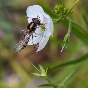 Syrphidae (family) at Page, ACT - 14 Oct 2023