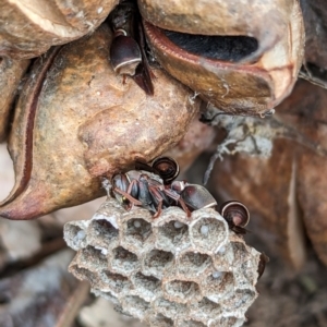 Ropalidia plebeiana at Page, ACT - suppressed