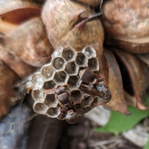 Ropalidia plebeiana at Page, ACT - suppressed