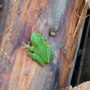 Litoria nudidigita at Surf Beach, NSW - 29 Apr 2023