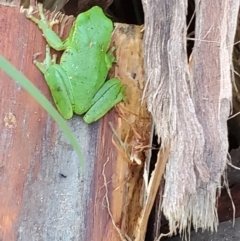 Litoria nudidigita at Surf Beach, NSW - 29 Apr 2023