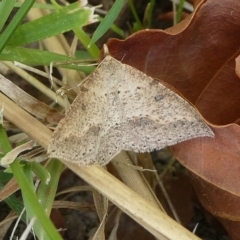 Taxeotis stereospila (Oval-spot Taxeotis (Oenochrominae) at Charleys Forest, NSW - 14 Oct 2023 by arjay